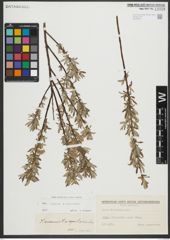 Foto von Salix repens L. x Salix viminalis L.
